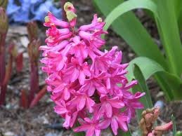 Hyacinthus orientalis 'Pink Pearl' PB 4